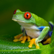 Illustration for article titled So Sexy! These 6 Frogs Don’t Even Have To Be Princes In Disguise To Get A Little Tongue Action From Us